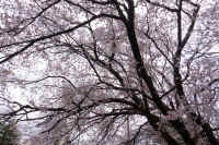 06-2026032804383.jpg (192818 �o�C�g)