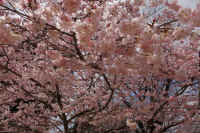 09-2026032804404.jpg (153321 �o�C�g)