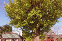 19-2025111903001-1-1.jpg (169669 �o�C�g)