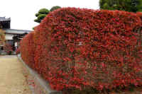 2025112503295.jpg (132745 �o�C�g)