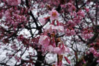 2026031004162.jpg (98826 �o�C�g)