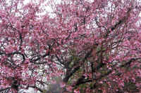 2026031004167.jpg (185129 �o�C�g)