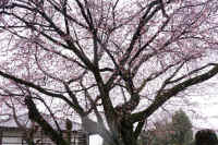 2026031004171-1.jpg (181693 �o�C�g)