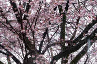 2026031004172.jpg (171231 �o�C�g)