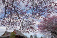 2026031004185.jpg (170040 �o�C�g)