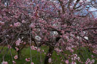 2026031004199.jpg (158071 �o�C�g)