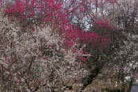 2026031004204.jpg (164065 �o�C�g)