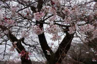 2026032004319.jpg (310253 �o�C�g)