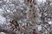 2026032004339.jpg (106399 �o�C�g)