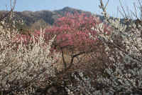 03-2014031906049.jpg (172926 �o�C�g)