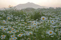 05-2010052209177.jpg (115060 バイト)