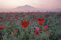 05-2014053007704.jpg (141912 �o�C�g)