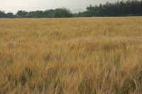 05-2014053010776-2.jpg (49384 バイト)