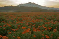 05-2015052204315-1.jpg (92754 �o�C�g)