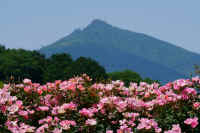 05-2018052200377.jpg (100417 バイト)