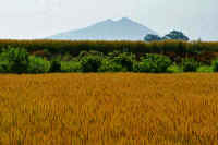 05-2020053001181-1.jpg (96307 バイト)