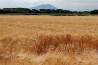 05-2024052507277.jpg (86127 バイト)