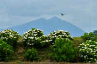 06-2020061801336-1-1.jpg (91095 �o�C�g)