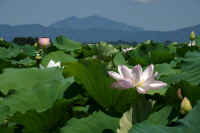 07-2023072503608.jpg (58958 バイト)