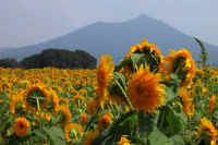 08-2018083033850-1.jpg (93511 バイト)