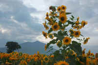 09-2015090505417-2.jpg (86899 �o�C�g)