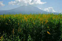 09-2018092801984-1.jpg (113948 バイト)