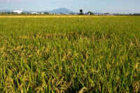 09-2022093000039-1.jpg (162528 バイト)