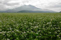 10-2025100602244-1-1.jpg (115901 �o�C�g)